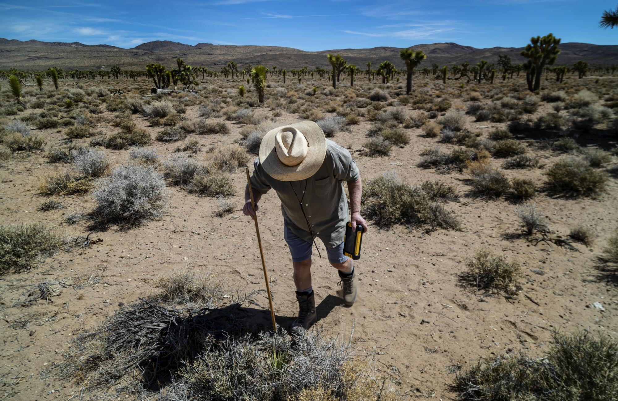 A man pokes a plant in a desert with a stick.