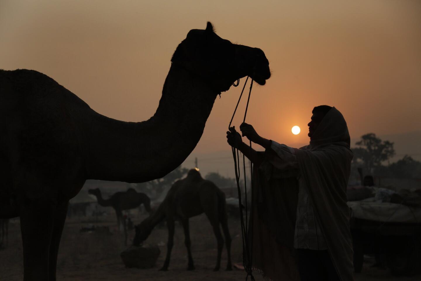 Pictures in the News | Pushkar, India