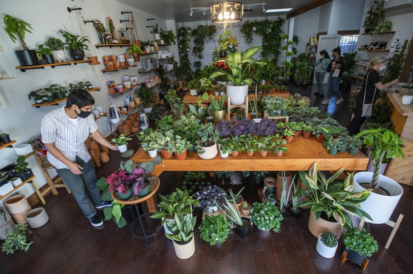 A customer studies plants for sale.