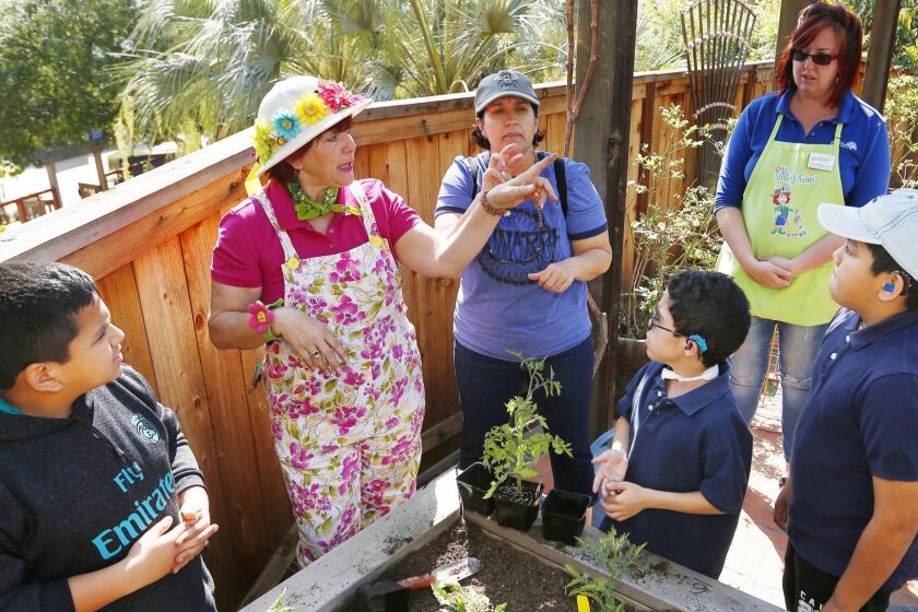 Pam Meisner, aka Ms. Smarty-Plants teaches students from Davila Day School about gardening at the Water Conservation Garden near Cuyamaca College on April 5, 2018. (Photo by K.C. Alfred/ San Diego Union -Tribune)