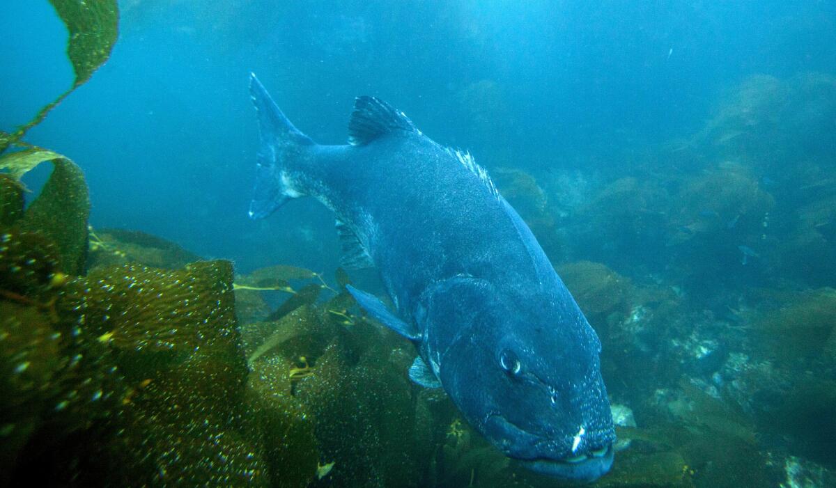 Giant sea bass can live up to 75 years and grow to 7 feet long and more than 500 pounds.
