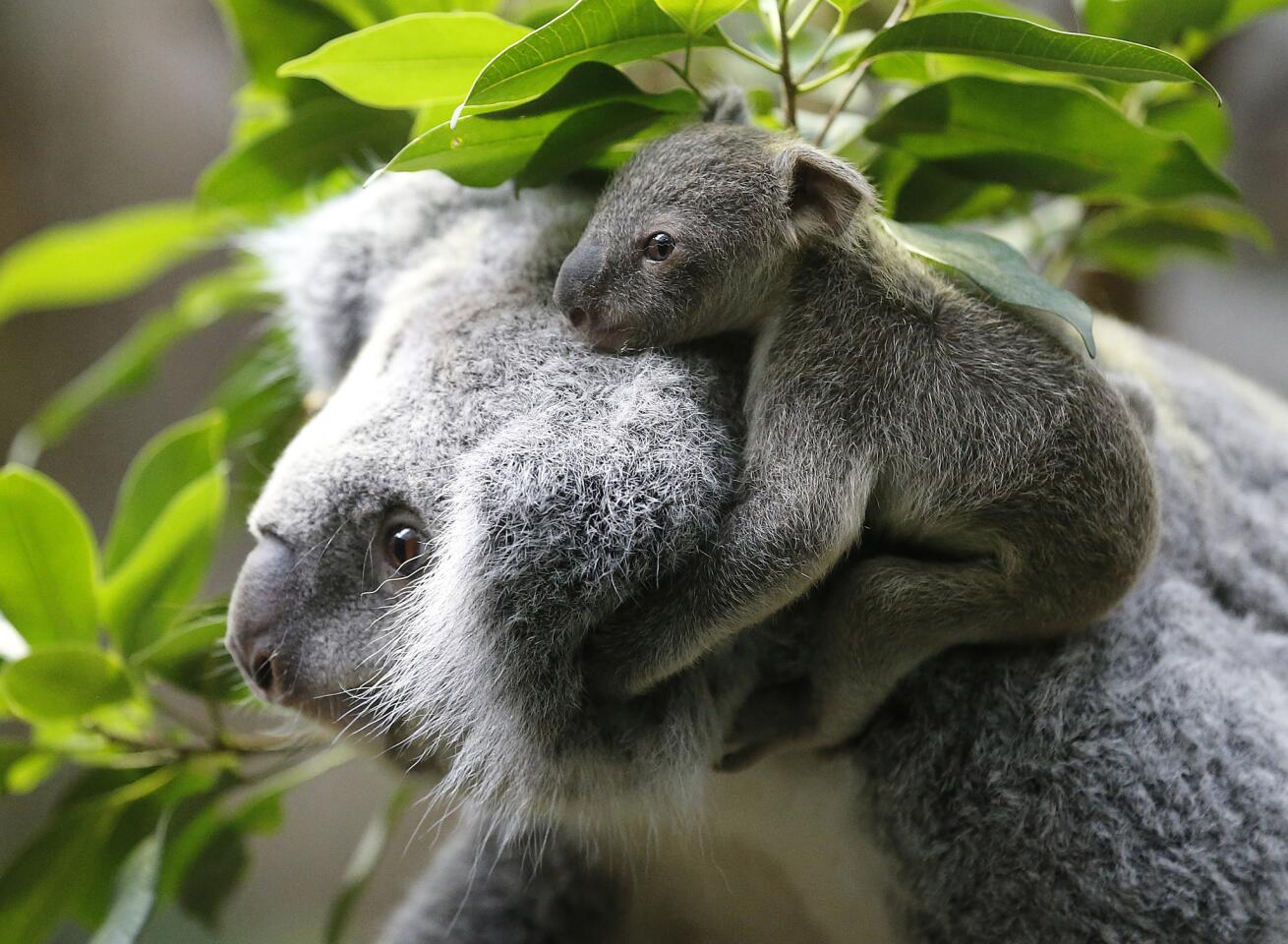 Baby koala