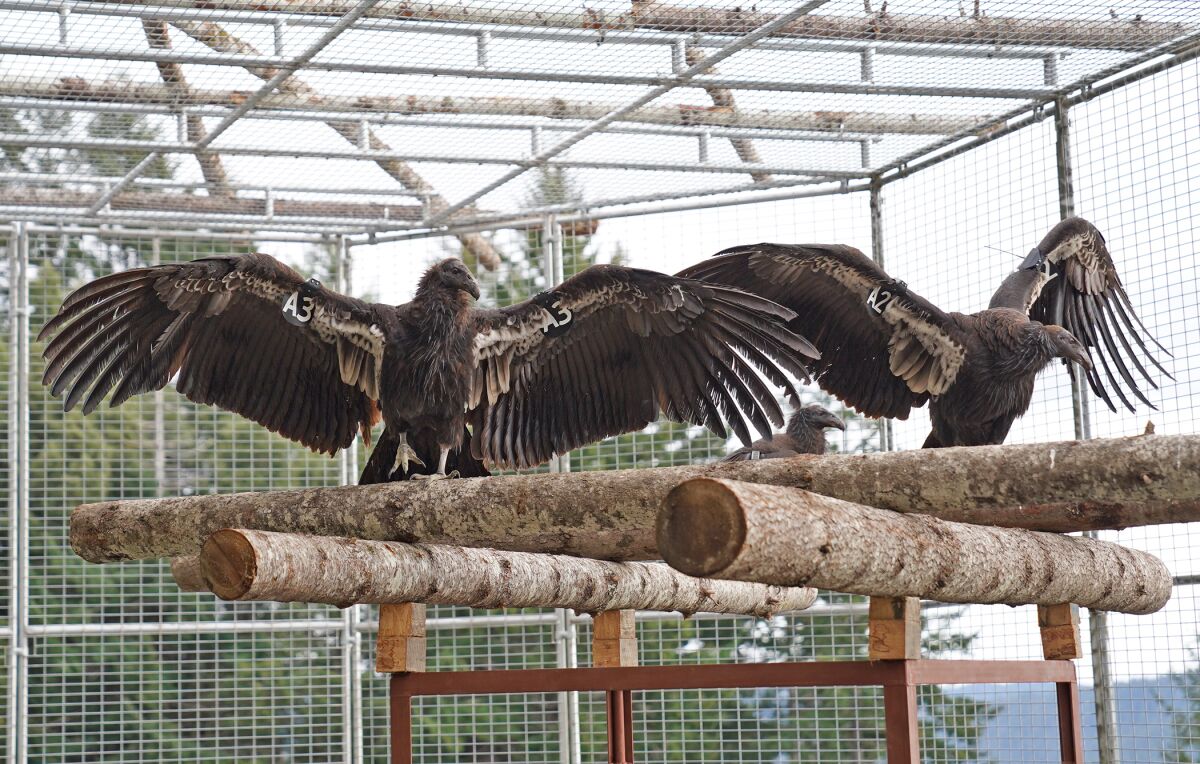 Two condors spread their wings in their pen 