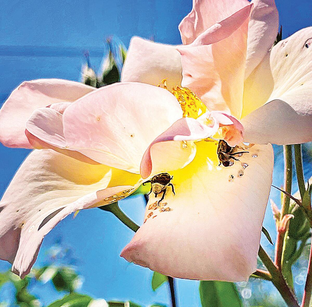 Hoplia beetles crawl over light-colored roses.