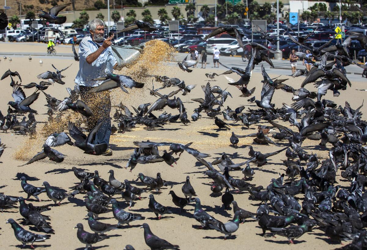 Augustine Hurtado tosses feed to pigeons at Santa Monica State Beach.