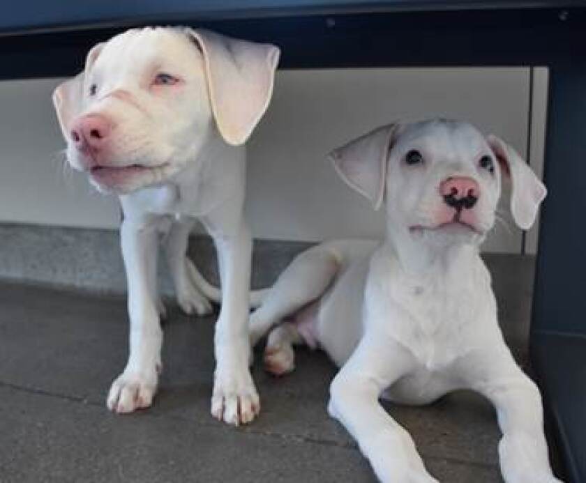 Star, left, and Denver, are 3-month-old sibling terrier mix puppies available for adoption at the Helen Woodward Animal Center. Star was born deaf and mostly blind and her brother serves as her guide and caretaker.
