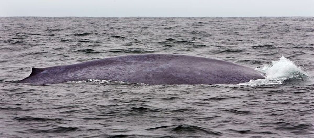 Ahoy! Blue whales ahead! - The San Diego Union-Tribune
