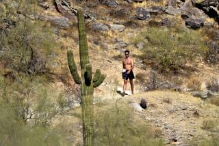 A hiker takes advantage of lower morning temperatures, Wednesday, Sept. 4, 2024, as unseasonably high temperatures are expected this week across the western U.S and Phoenix. (AP Photo/Matt York)