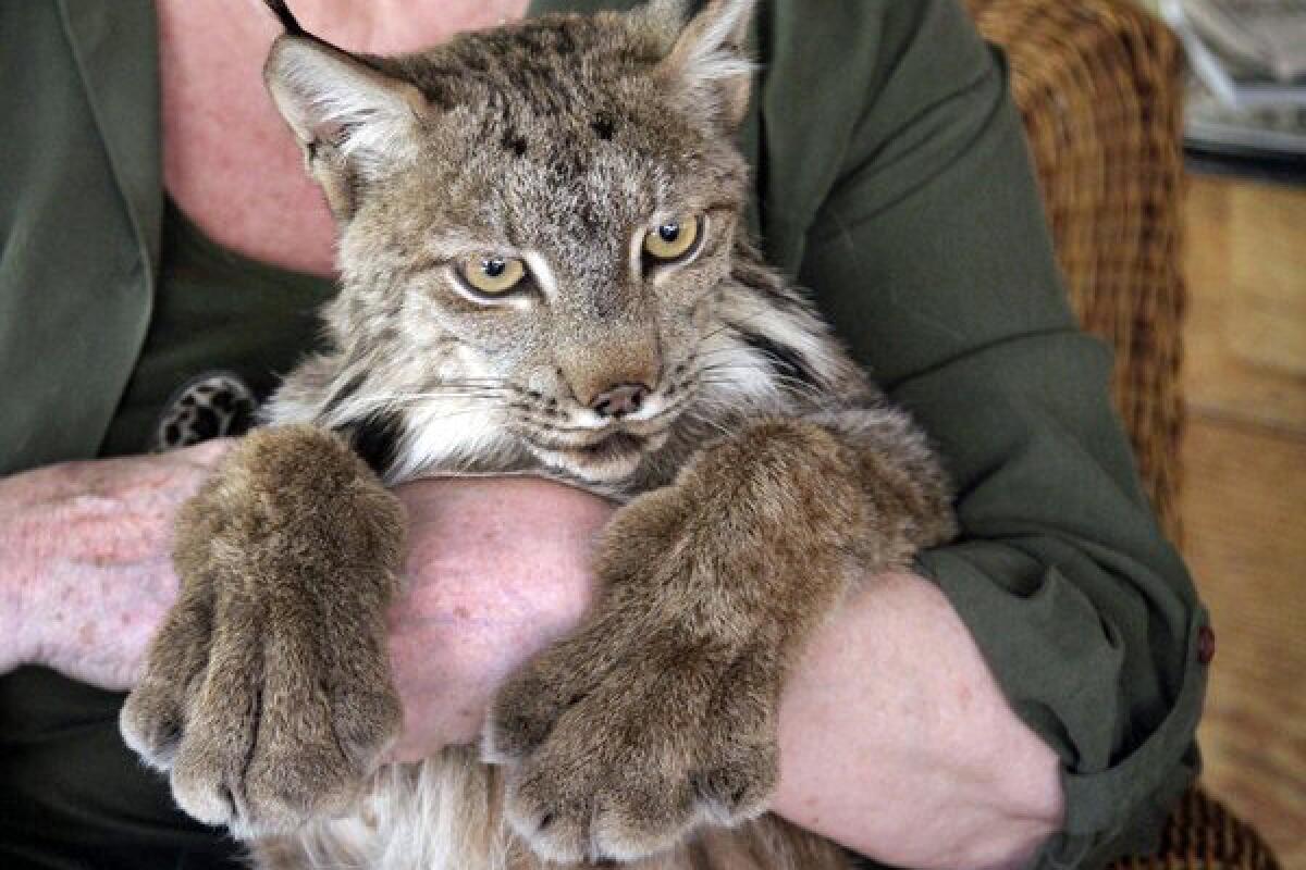 Aspen the lynx is in the arms of Gina Brockett, co-owner of Brocketts Film Fauna in Thousand Oaks.