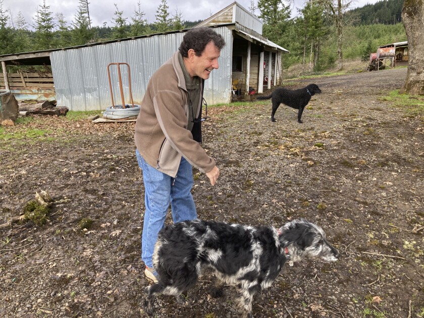 Former New York Times journalist Nicholas Kristof relaxes at his farm with his family's dogs near Yamhill, Oregon, on Friday, Jan. 21, 2022. Kristof traded the concrete canyons of Manhattan and the ritzy New York suburb of Scarsdale for his old family home, located on a dirt road in Oregon, to run for governor. But Kristof, who won two Pulitzer Prizes, was declared ineligible for the seemingly simplest of reasons: He hadn't lived in Oregon long enough. Kristof, who grew up in Oregon, has gone to the state Supreme Court to fight the Jan. 6 decision. The justices begin deliberating the matter Thursday, Jan. 27, 2022. (AP Photo/Andrew Selsky)