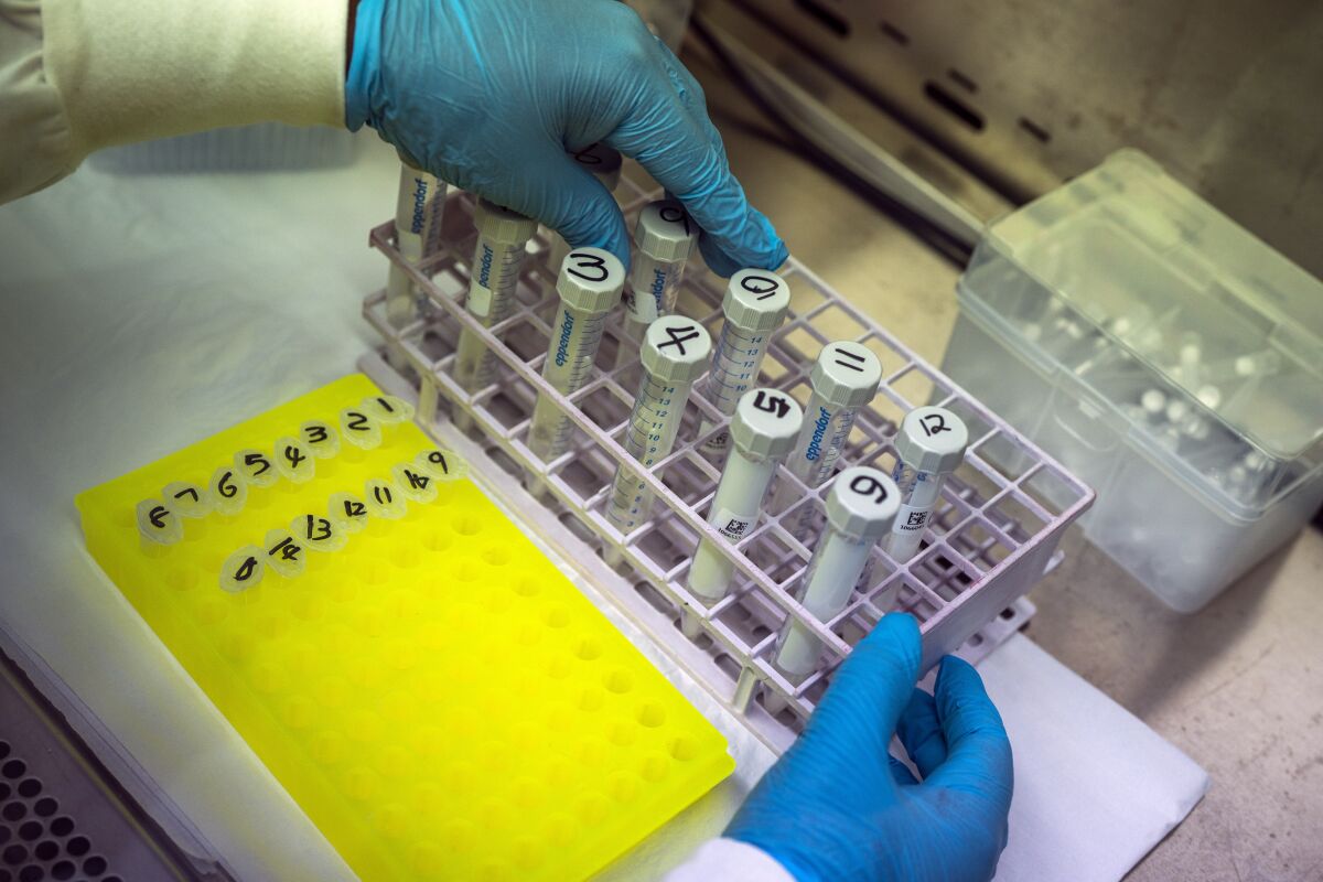A pair of gloved hands in a lab prepares to sequence COVID-19 Omicron samples in South Africa