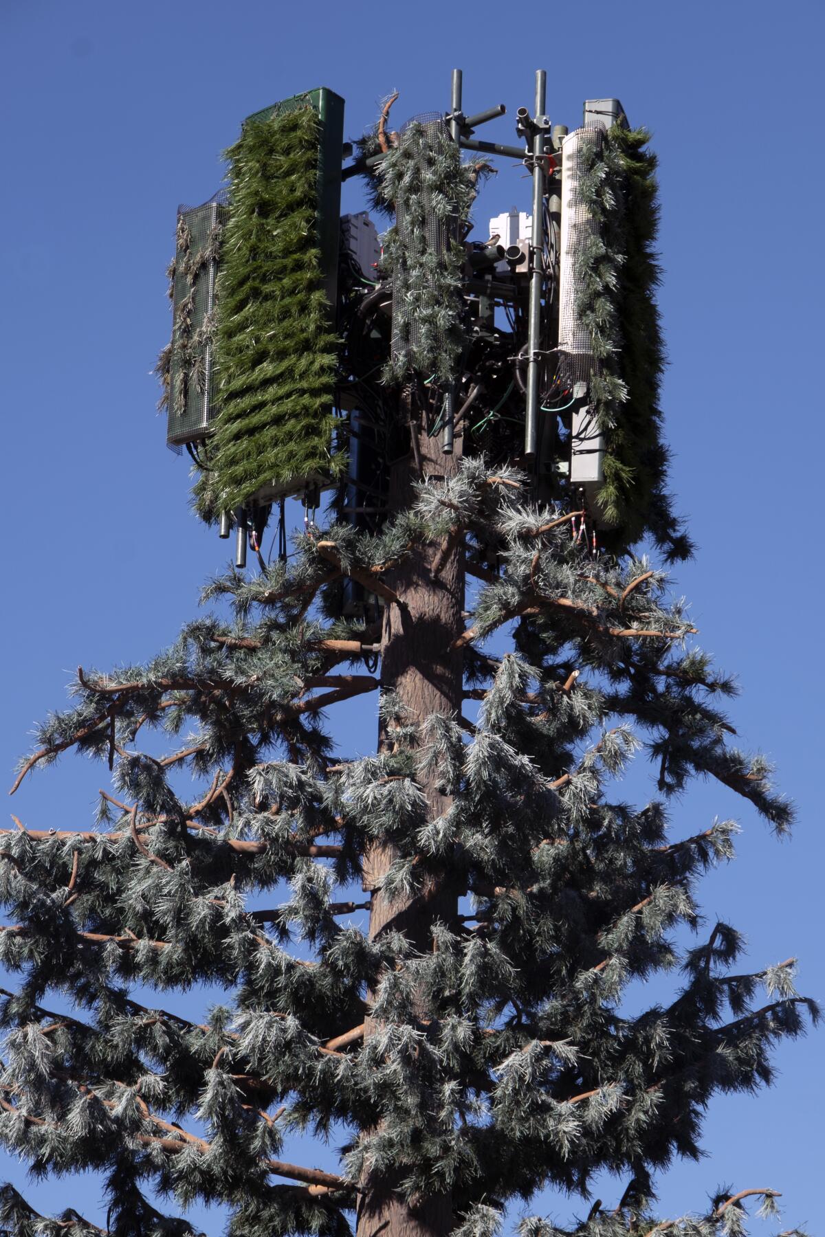 A cell tower disguised as a pine tree.