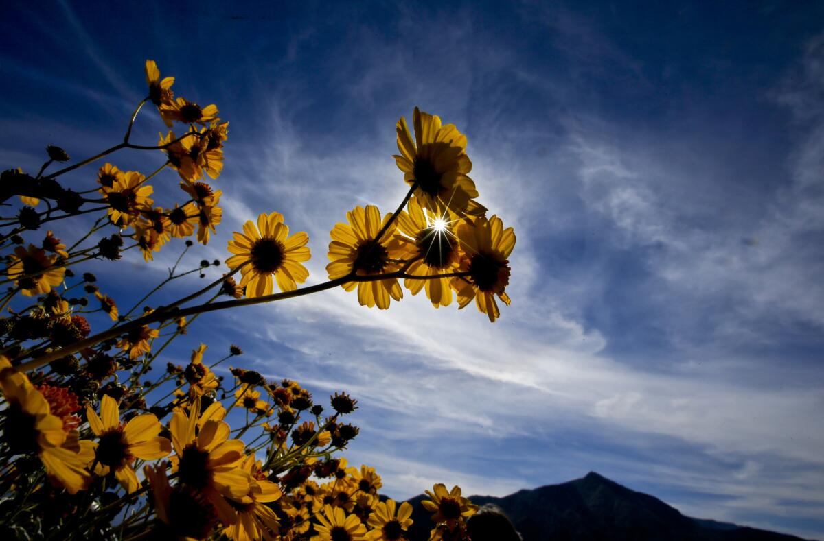Desert sunflowers in Death Valley National Park.