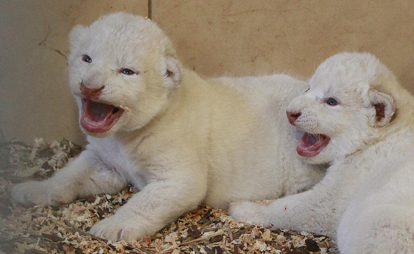 Two rare, 4-day-old white lion cubs are pictured at the private Zoo Safari in Borysew, Poland, on Sept. 22, 2016. All together, four cubs were born Sept. 18, 2016, to 5-year-old Azira.