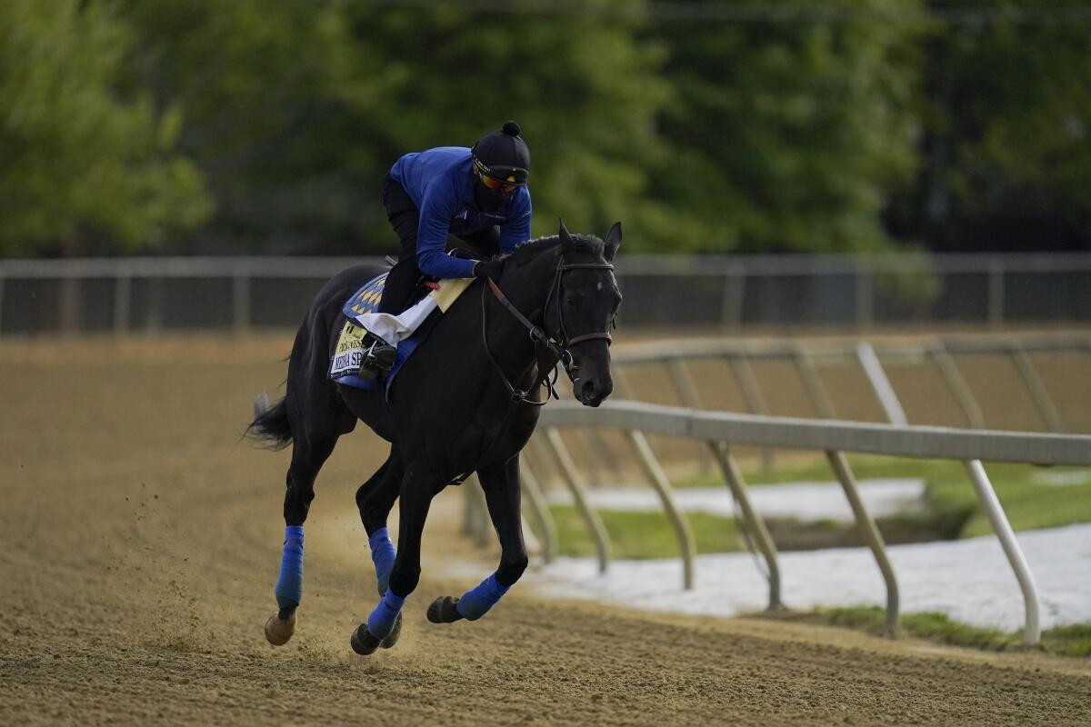 Exercise rider Humberto Gomez takes Kentucky Derby winner and Preakness entrant Medina Spirit over the track.