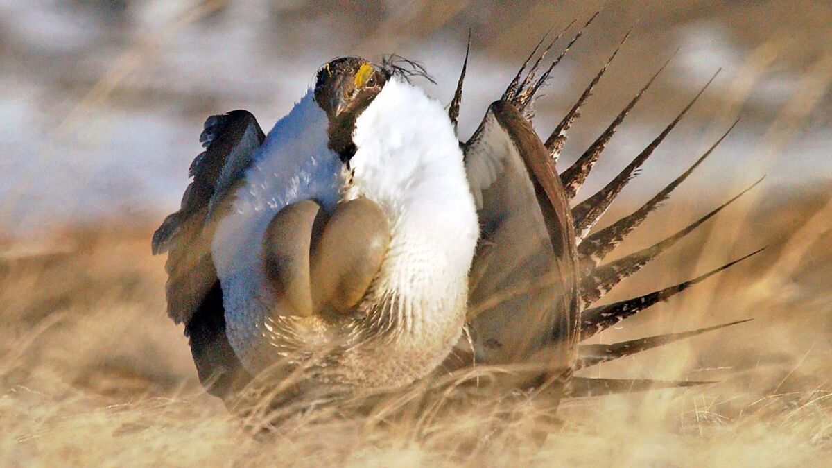 A male sage grouse performs his "strut" as part of his effort to attract a mate.