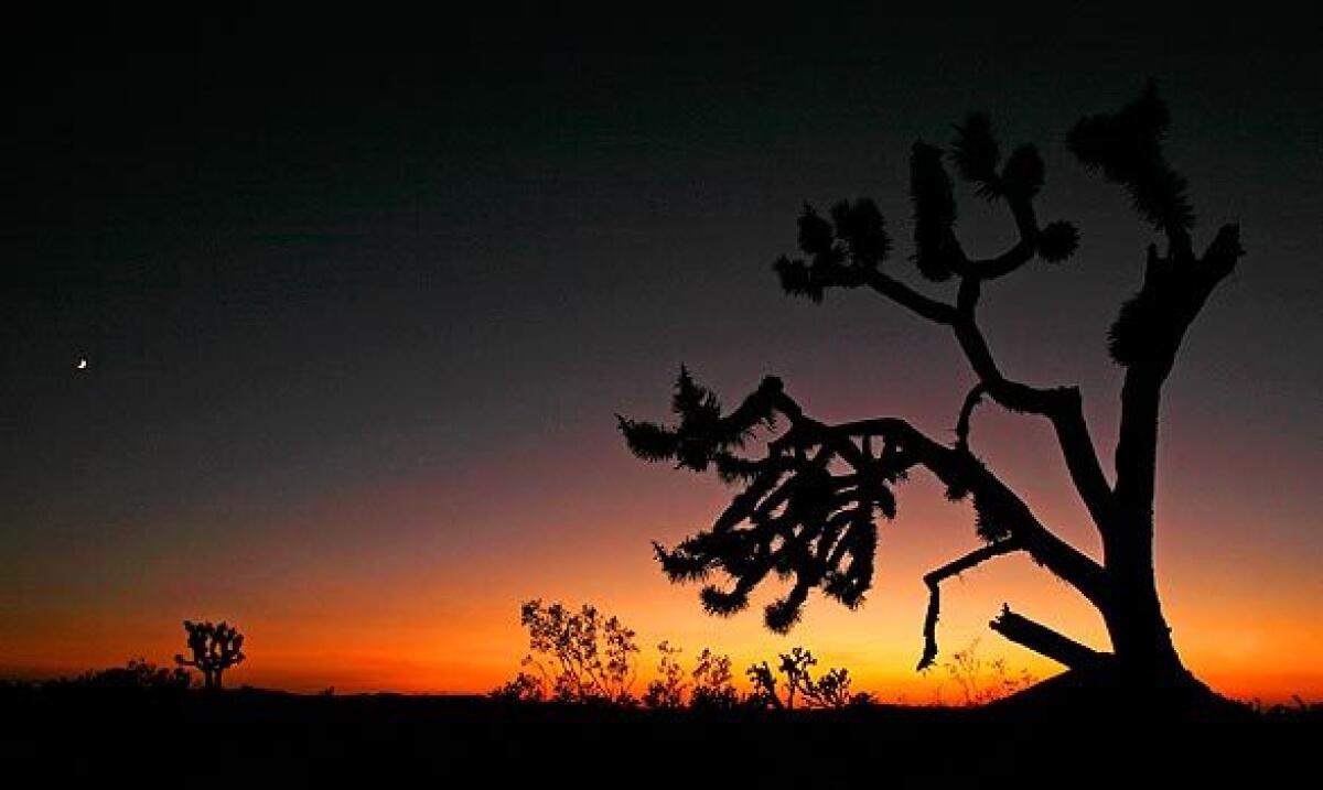 A Joshua tree frames the vast landscape.