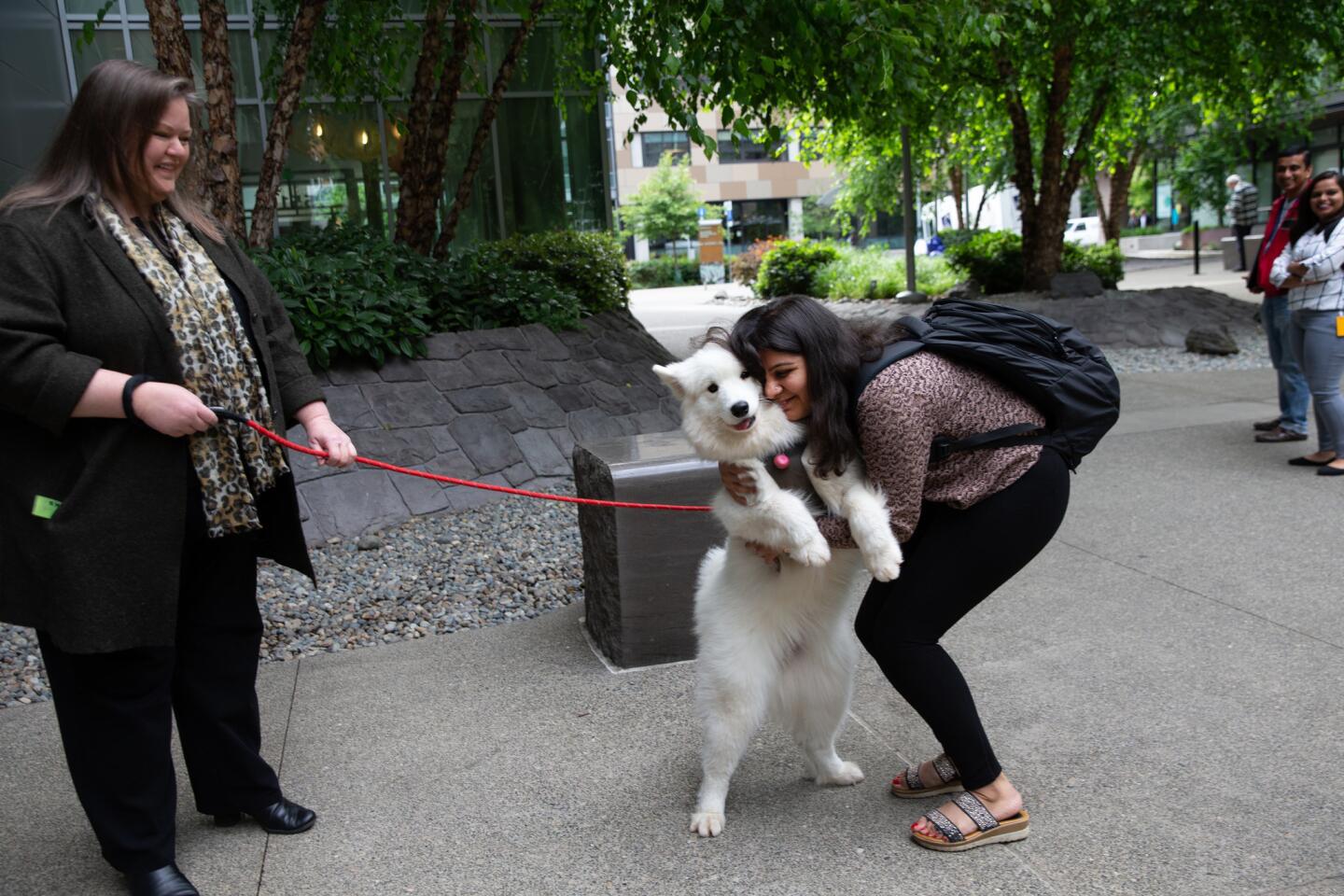 Amazon dog culture in Seattle