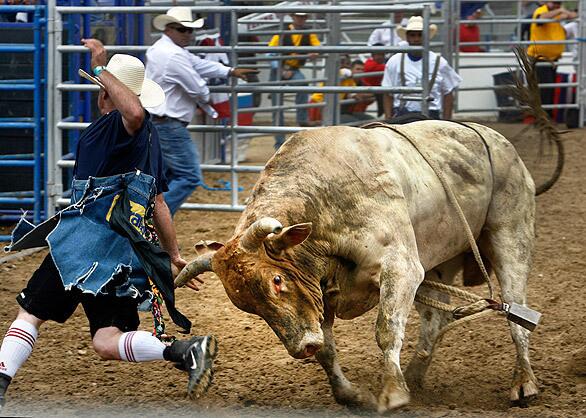 Running bull, fleeing cowboy