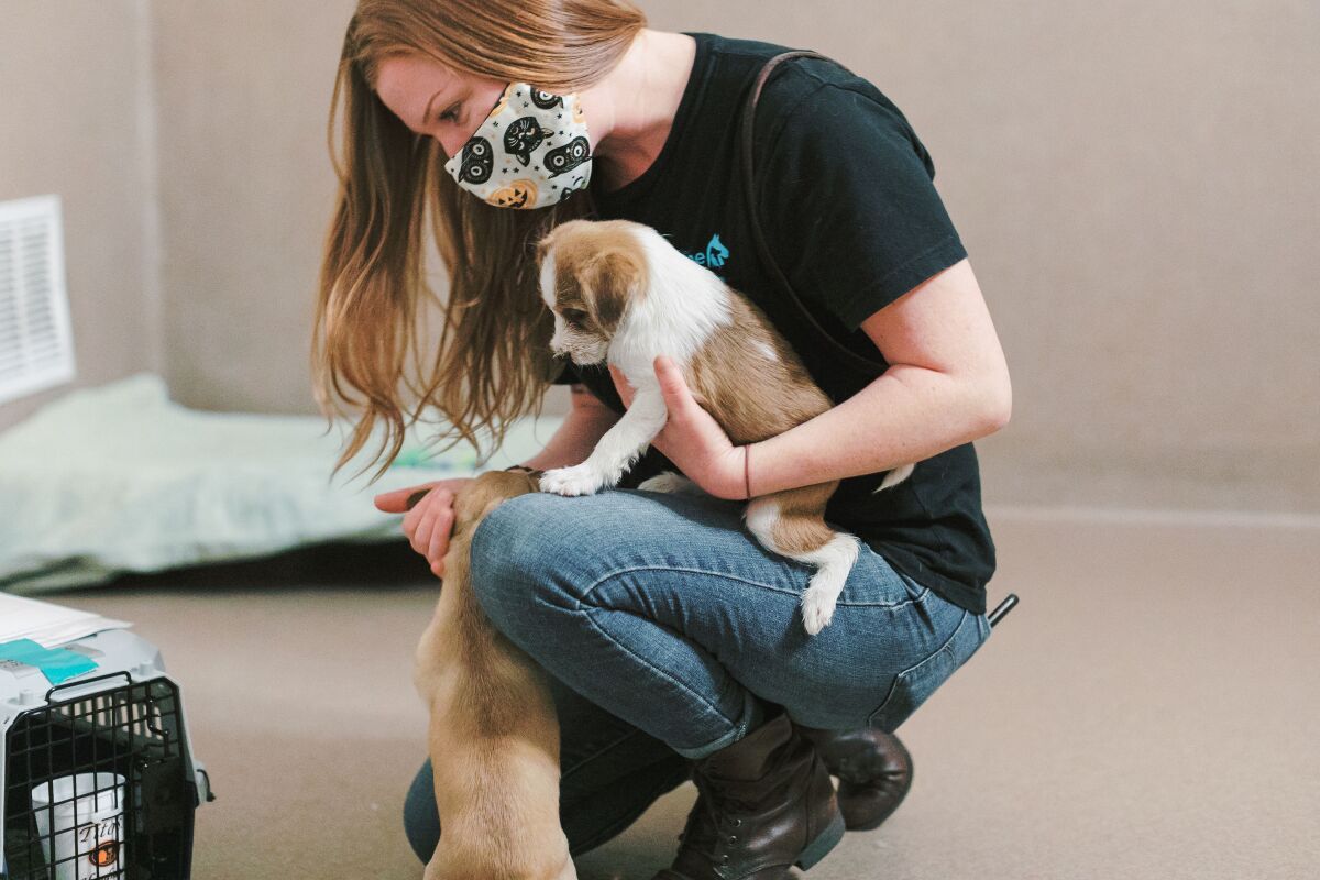 A worker plays with some puppies at the San Diego Humane Society.