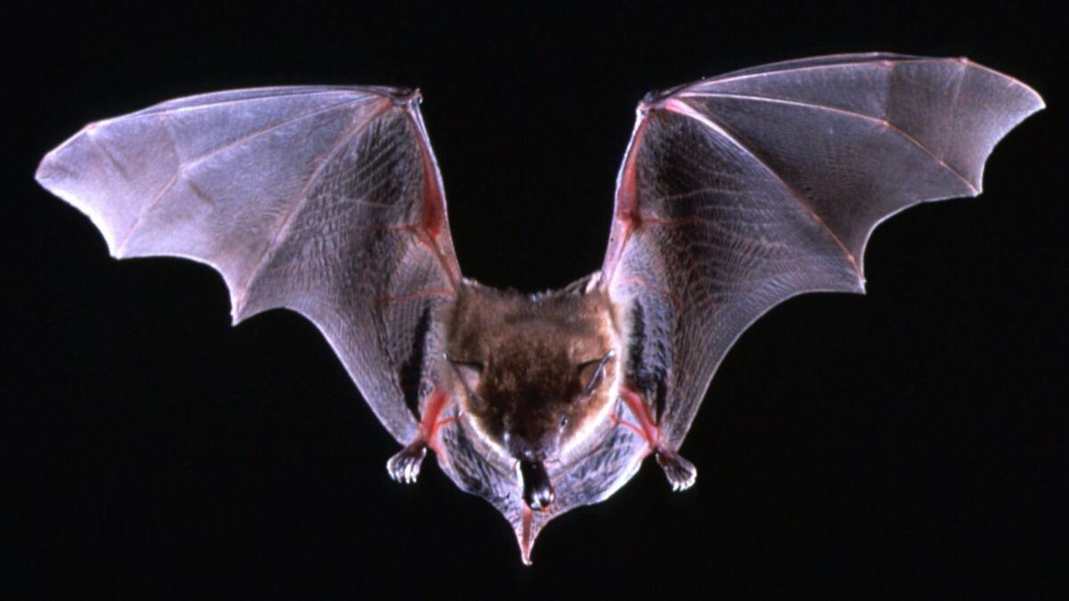 A big brown bat flies with a beetle in its mouth in this undated photo.