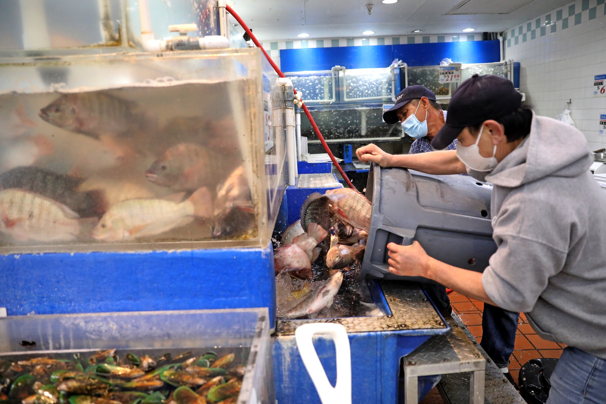 Workers pour live tilapia into aeration tanks for customers to purchase at Great Wall Supermarket in Monterey Park.