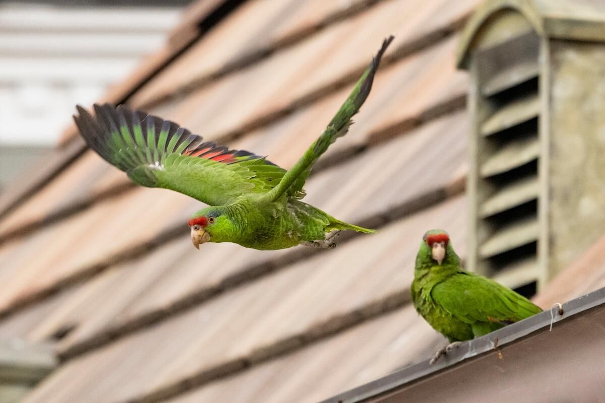 Local parrots are not native to the area but are “naturalized." 