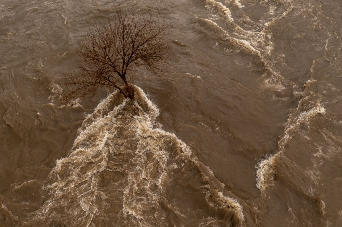 Water rushes past around a tree.