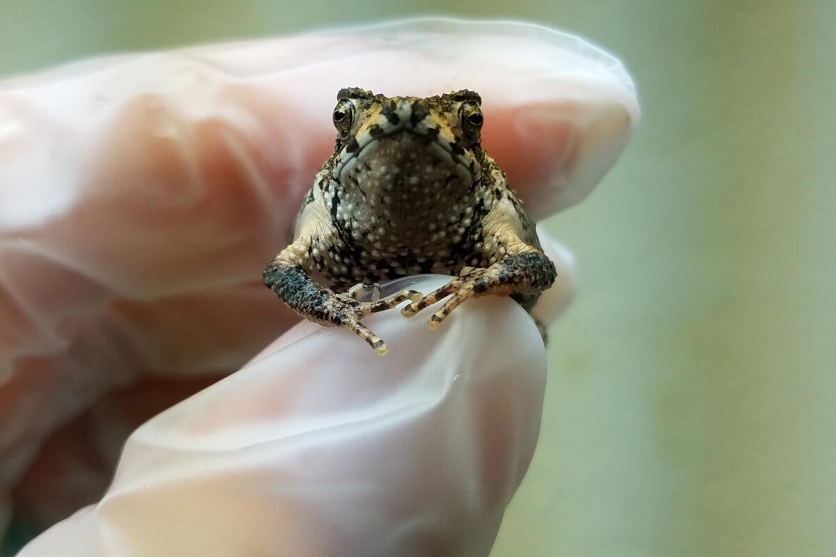 Puerto Rico in vitro toad