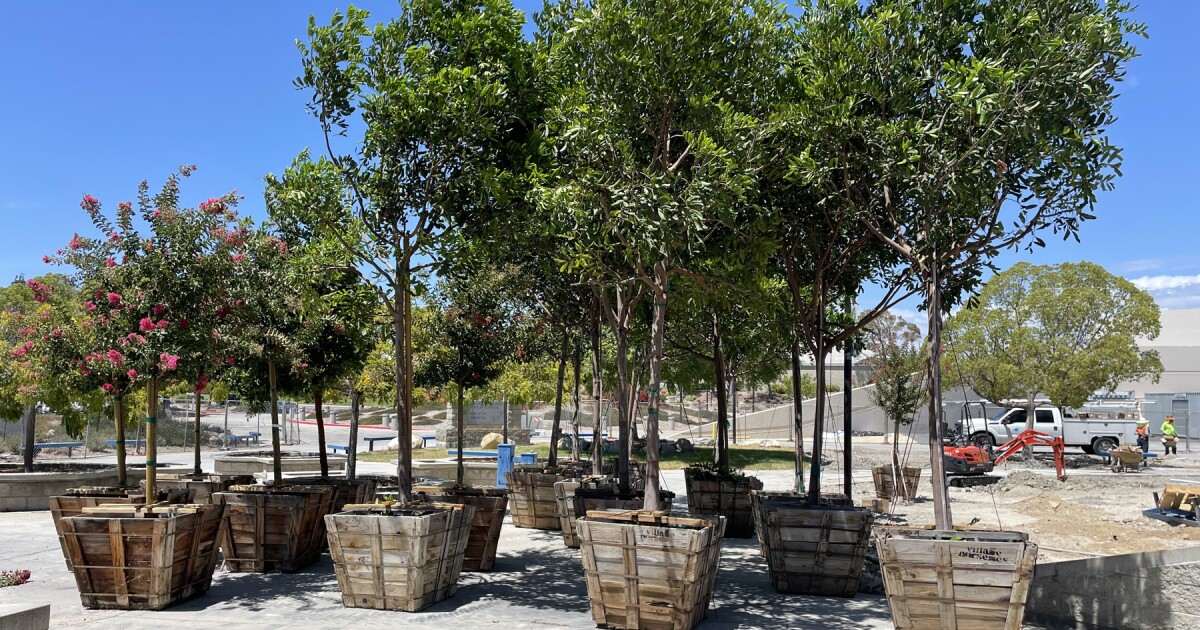 Rancho Bernardo High’s landscaping gets transformation