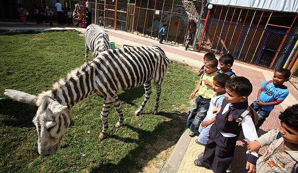 Gaza 'zebra'