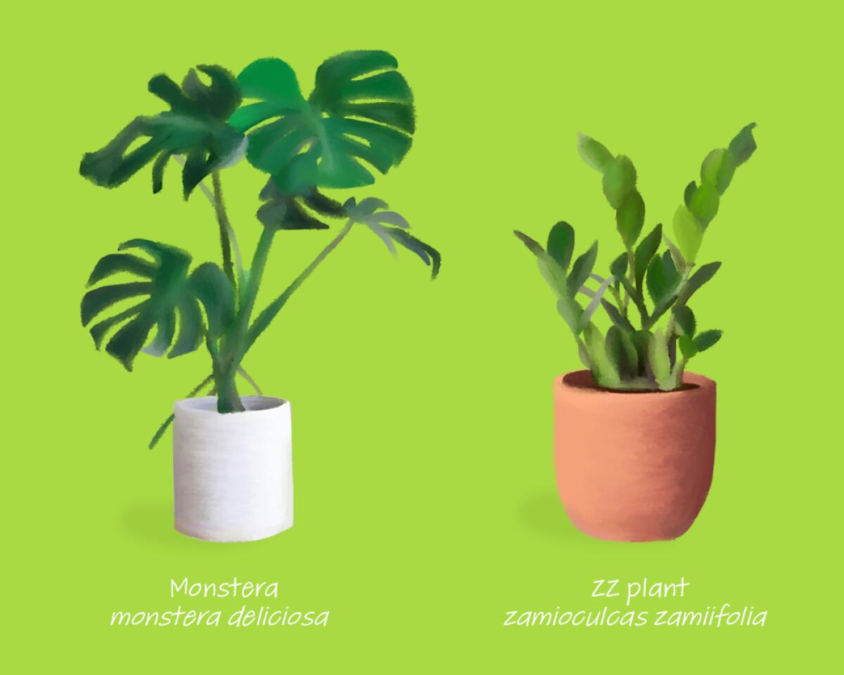 Precision Self Care with Plants