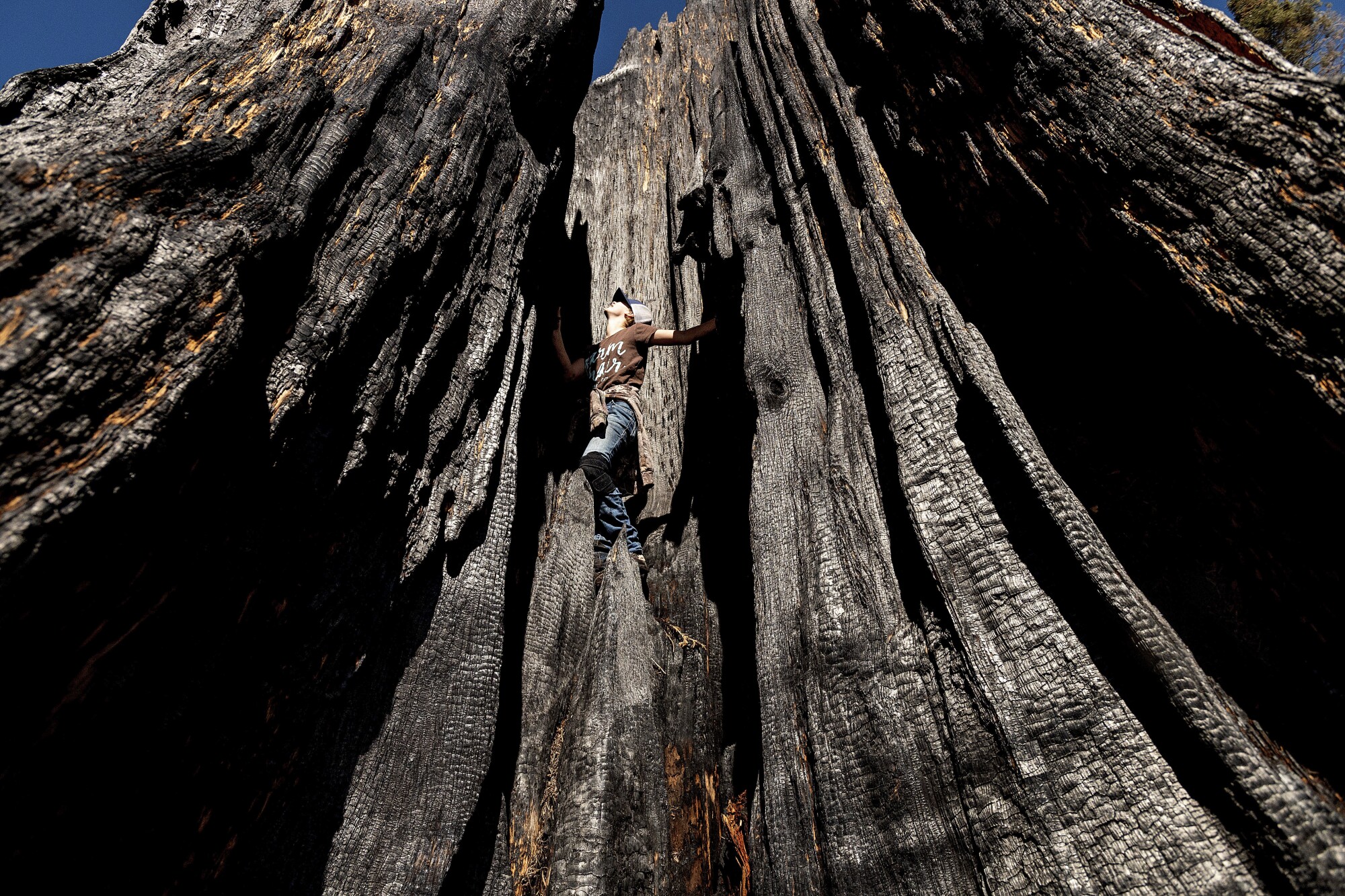 A girl climbs a scorched sequoia tree 