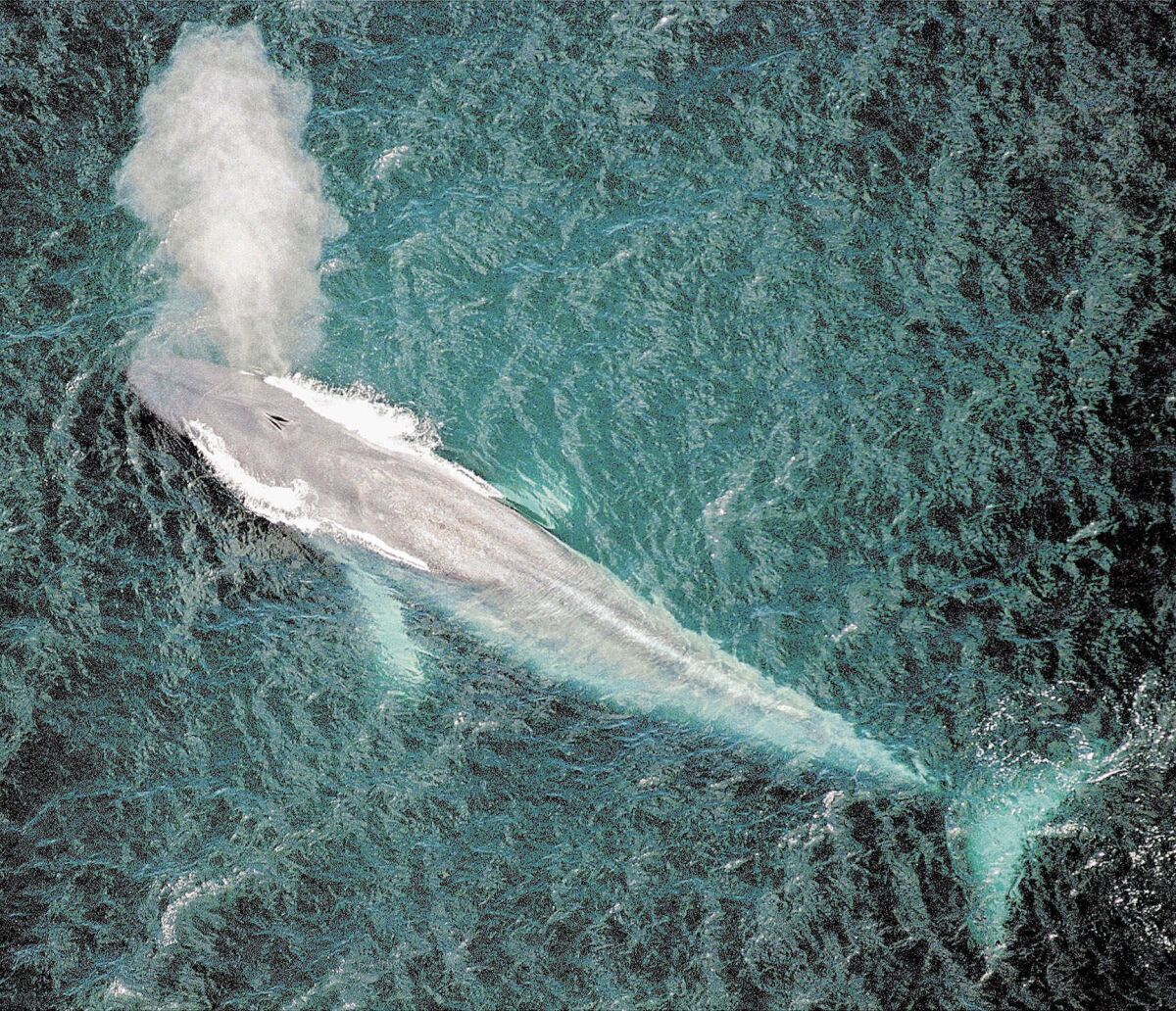 A blue whale swims while spouting water out of its blowhole