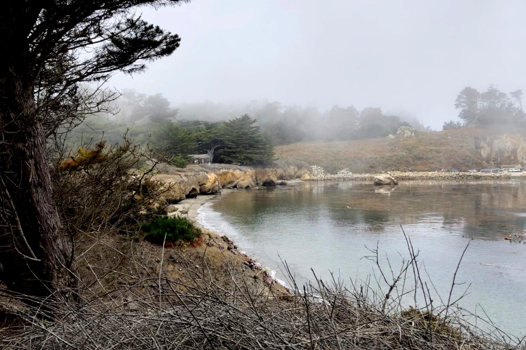 A small cabin sheltered by evergreens in a foggy cove