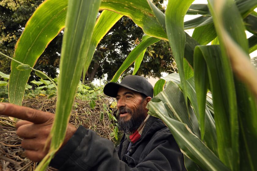 LOS ANGELES, CALIFORNIA-Sept. 30, 2022-At Stanford Avalon Community Garden in Watts, Conrado Esquivel, age 59, has a parcel of land that he tends to on Sept. 30, 2022. (Carolyn Cole / Los Angeles Times)