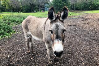 Barron Park Donkeys donkey "Perry"