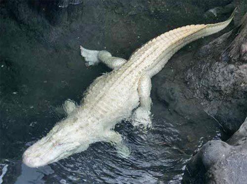 Albino American alligator swims in his new home at the California Academy of Science's new facility at Golden Gate Park in San Francisco.