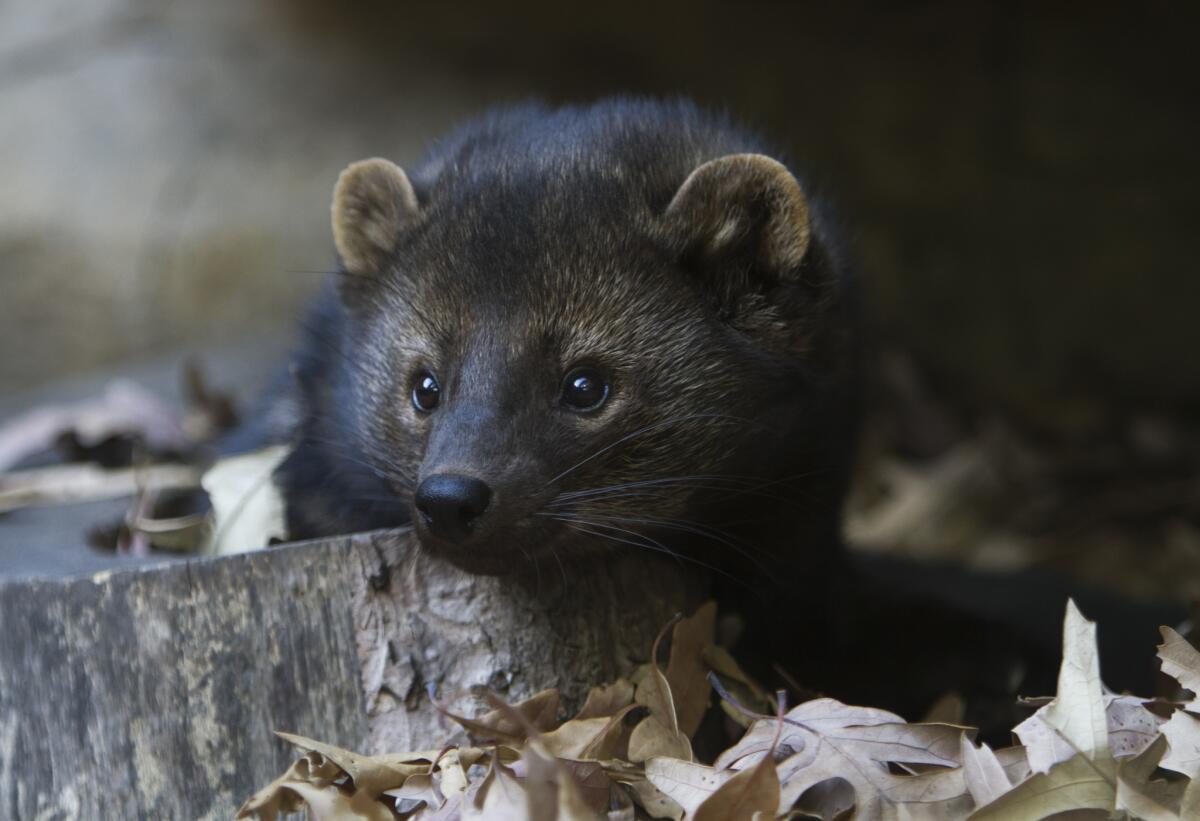 The fisher (Martes pennanti) is a member of the weasel family, related to the otter. The carnivore was trapped for its fur and nearly went extinct by the 1920s and ’30s in the Olympic Peninsula. It was successfully reintroduced in 2008.
