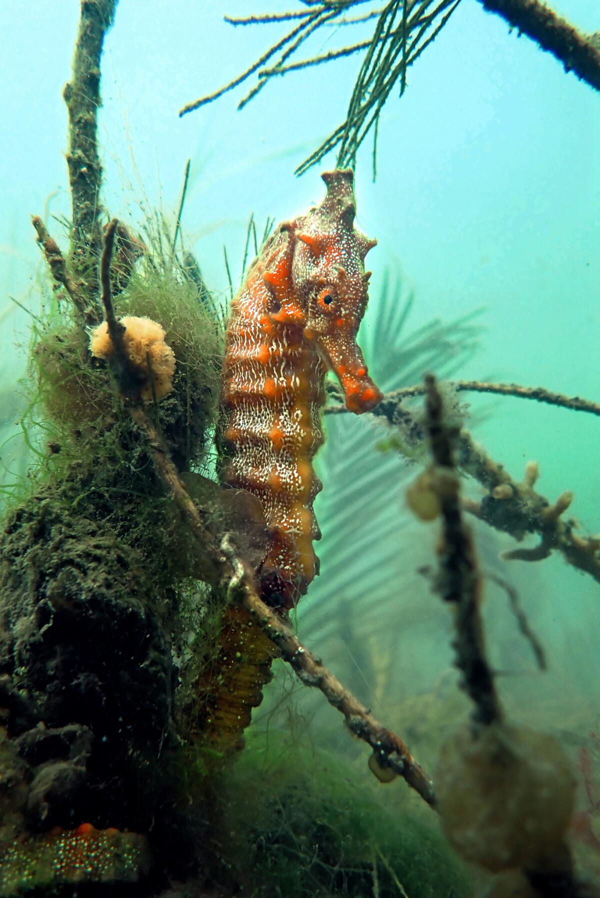 Daphne is one of the seahorses that Rog Hanson is studying in Alamitos Bay. Hanson and Ashley Arnold keep watch over a small colony of Pacific seahorses.