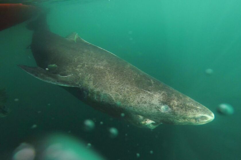 A new study suggests Greenland sharks could live for several centuries, making them the longest-lived vertebrate on Earth.