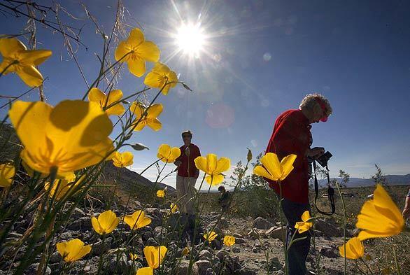 Spots of yellow in Anza-Borrego Desert State Park