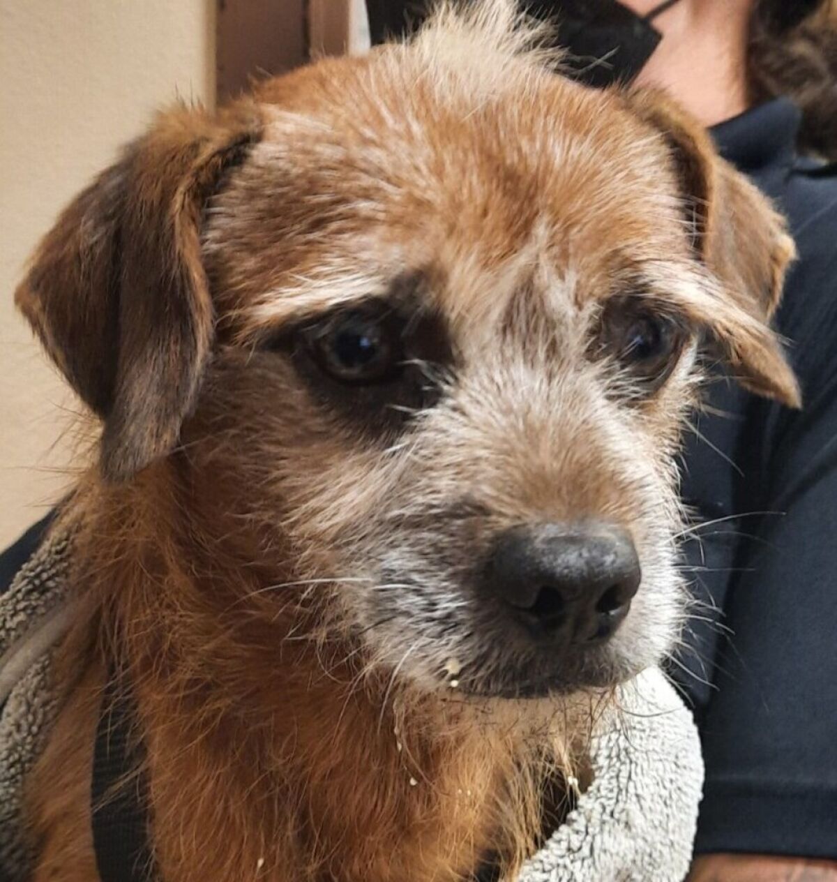 wire haired dachshund terrier mix
