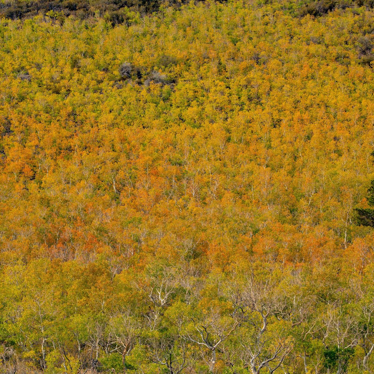 Looking for fall colors? Head to these places in the Eastern ...