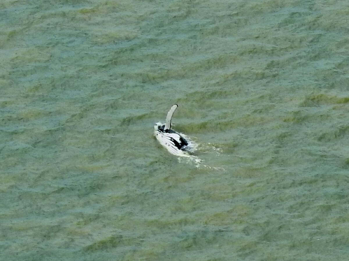 Una ballena logra salir de un río con cocodrilos