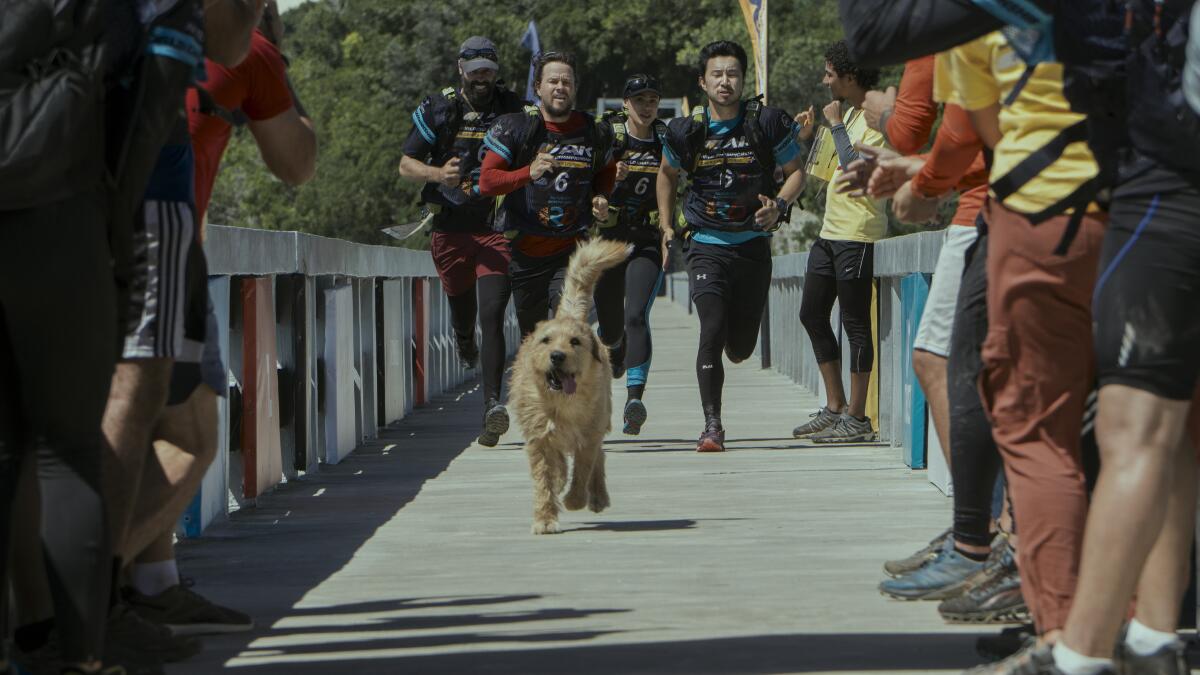 Athletes run behind a dog.