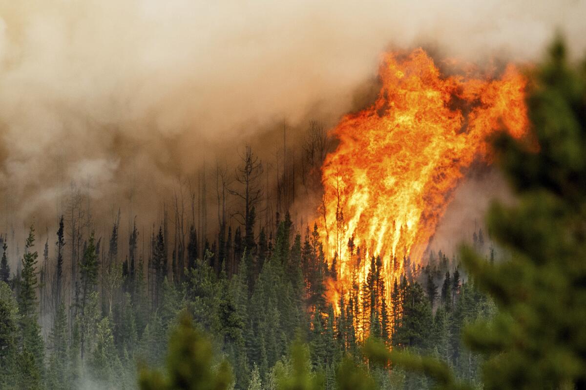 Trees burn in a wildfire.