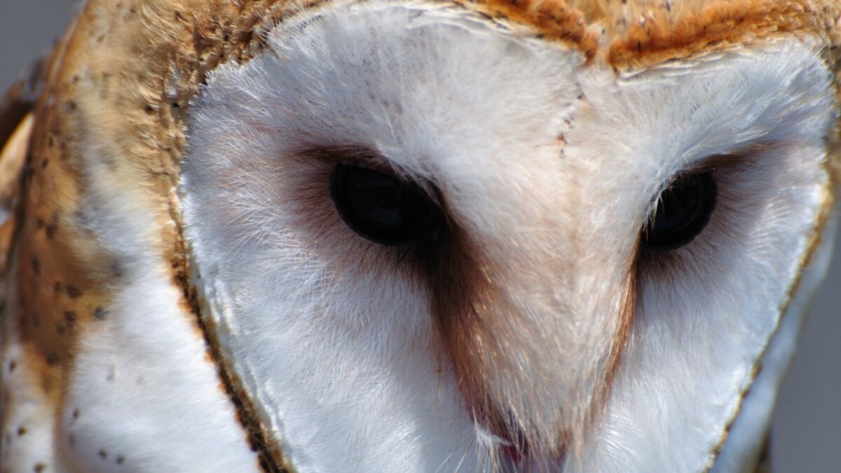 Barn Owl Crowned Audubon S Bird Of The Year The San Diego