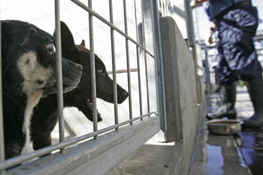 Sinco, Luis –– – 126110.ME.0711.spay.1.LS. A pair of puppies wait to be fed at the North Central Animal Shelter in Los Angeles. A bill to require Californians to spay or neuter their pets or face stiff fines was pulled from consideration by its author because of strong objections from members of a state senate panel.