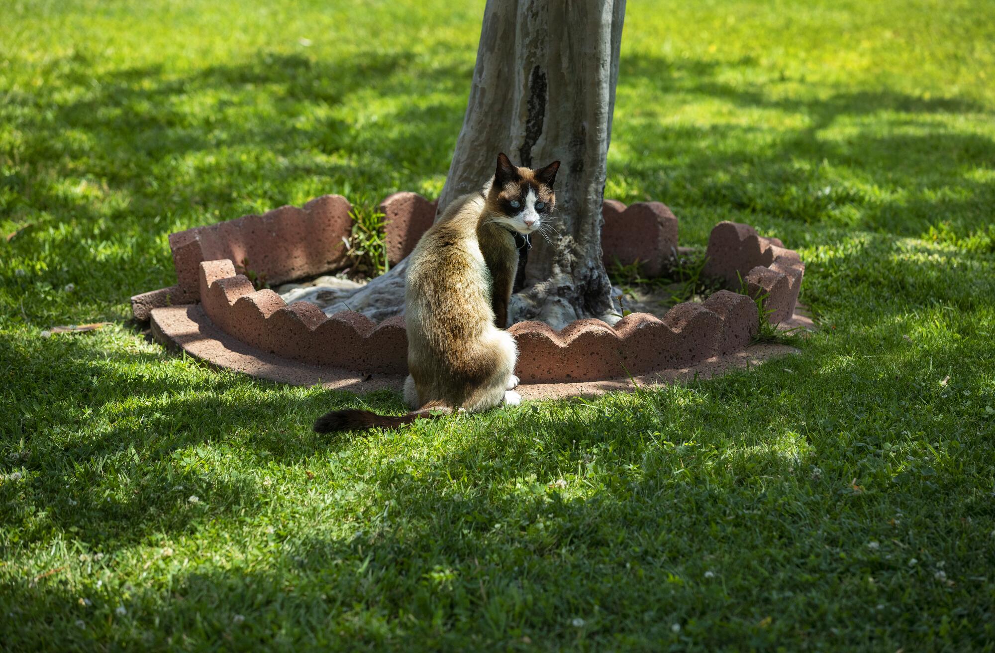A cat named Lincoln sits on the front lawn of a home in Van Nuys. 
